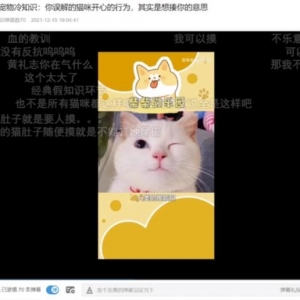 宠物号项目：月挣10W+矩阵玩法分享，新手可做