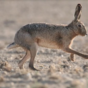 万能的平台爆文写作法，谁用谁先爆