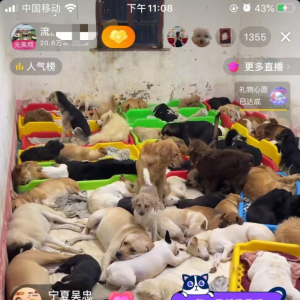 利用同情心直播流浪狗涨粉搞钱