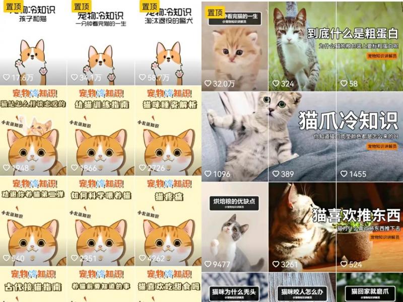 低成本宠物项目思路，单天300-500副业收入，适合所有人放大操作
