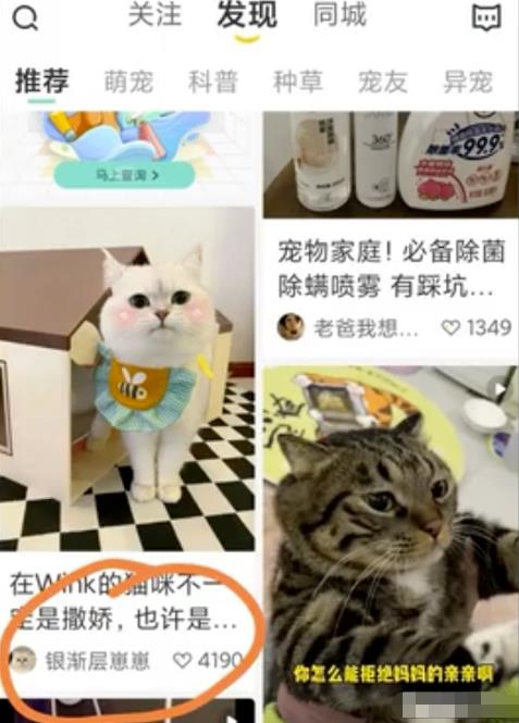 拍宠物照+闲鱼币回收项目，无任何难度，小白也能做