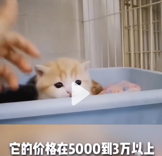 副业拍猫视频一公一母,日赚上万,人人可操作 副业拍猫视频一公一母,日赚上万,人人可操作